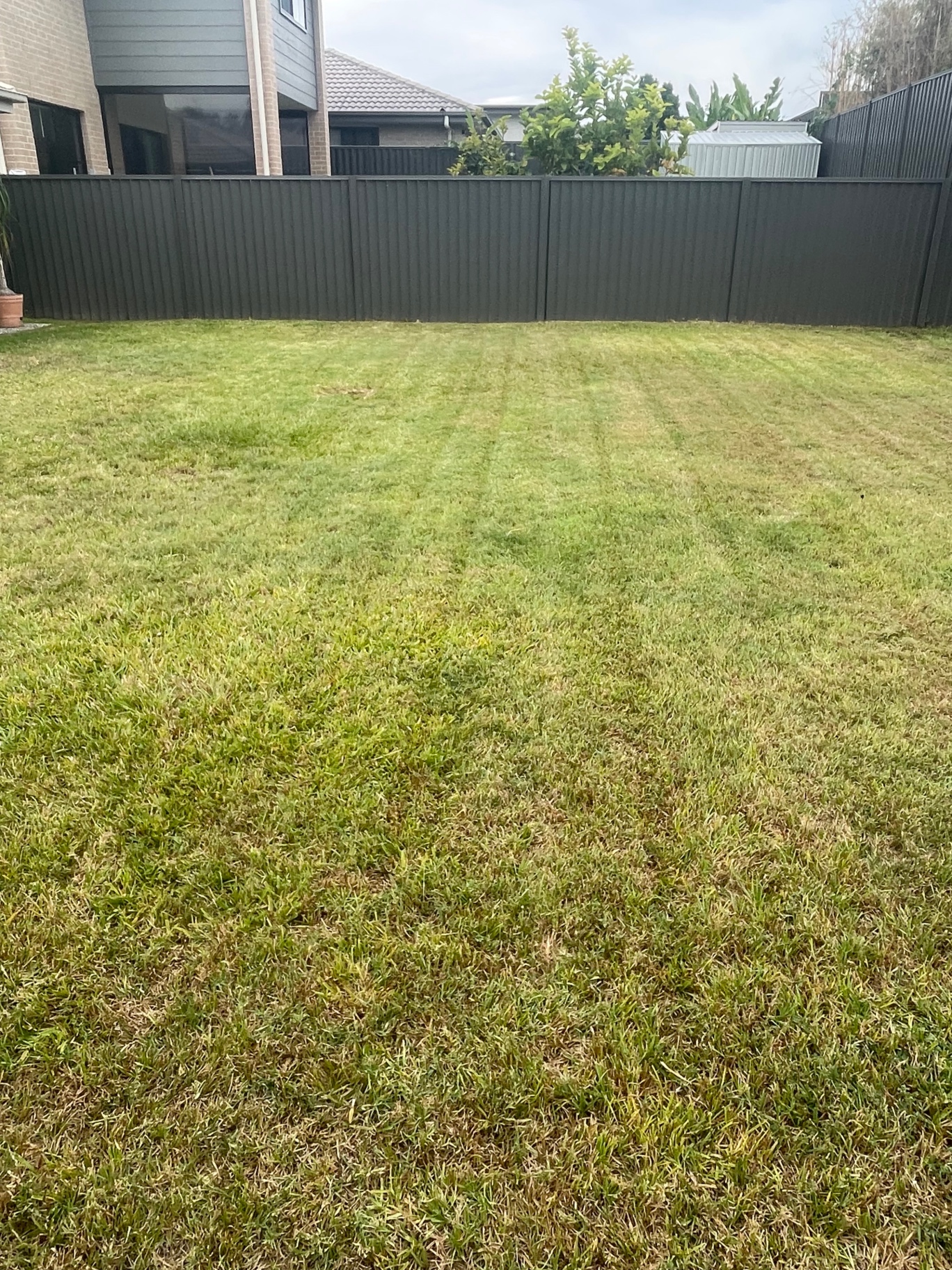 Freshly mowed striped backyard lawn